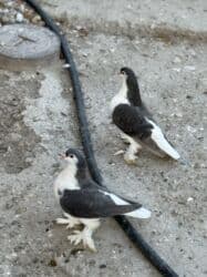 quş yuvalari: Delfinler satilir — 4