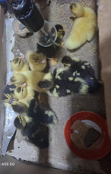 Məhsul: Ördək balaları Təsvir: - Şəkildə sarı və qara-naxışlı