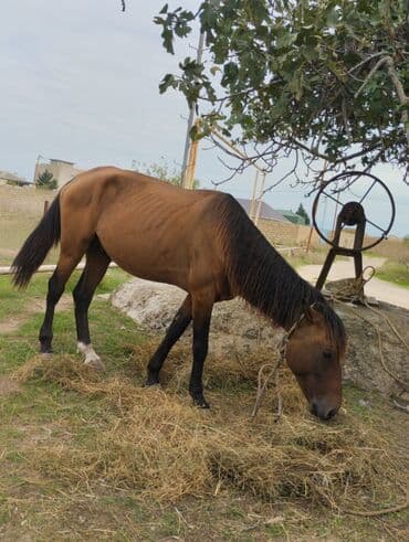 yorqa atlar: Satılır At at bide at araba ikisi bir yerde 1000aznQəhvəyi rəngli at — 1