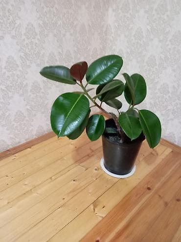 Fikus elastika (rezin fikus) – qapalı məkanlar üçün dekorativ yarpaqlı