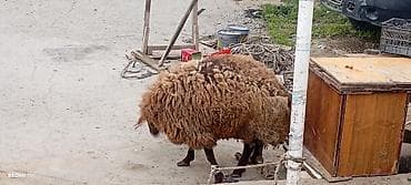 Pişiklər: Qoyun – yerli cins, qəhvəyi rəngli, uzun və sıx yunlu. qala dişi — 5