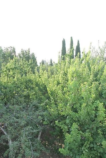 Geniş həyətli çoxfunksiyalı obyekt - İki mərtəbəli əsas korpus və — 7