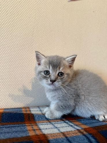 Şotland, Erkək, Dişi, Yaxşı əllərə, Ünvandan götürmə