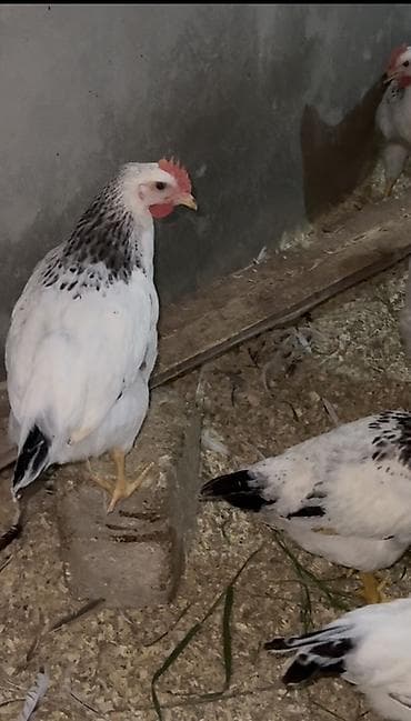 çüçə: Toyuq cücələri, Ətlik — 3