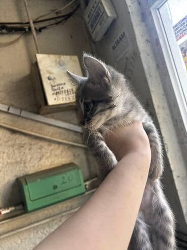 gözəl pişik şəkilləri: Tabbi, Yaxşı əllərə — 1