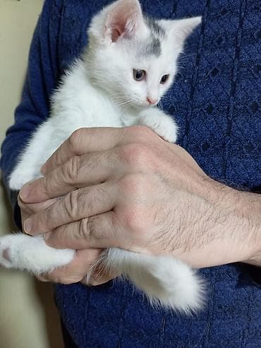 itle qizin seksi: Dişi, Yaxşı əllərə, Ünvandan götürmə — 2