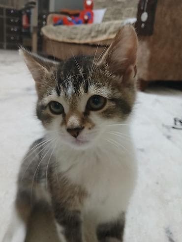 Pisik Shotlantdir,erkekdir,5 ayliqdir,immun peyvendi