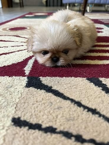 it cinsi adlari: Pekines — 5