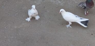 cins göyərçinlər: Göyərçinlər — 3