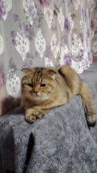 şınşıla pişik: Britan, Erkək, Cütləşmə üçün, Ödənişli çatdırılma — 3