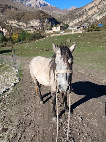 at yehəri: Erkək, il: 4 — 4