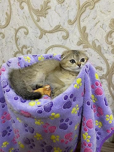 ev meymunları: Balaca pişik balası – krem rəngli tüklər, iri mavi gözlər, qısa — 5