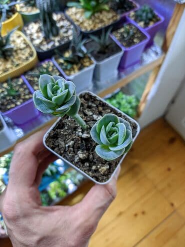 Sukkulentlər. Sağlam və dözümlü bitkilərdi. Uzun müddət susuz qala