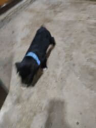 коне корса: 1 месяц, С прививками, Самовывоз, Бесплатная доставка, Платная доставка — 30