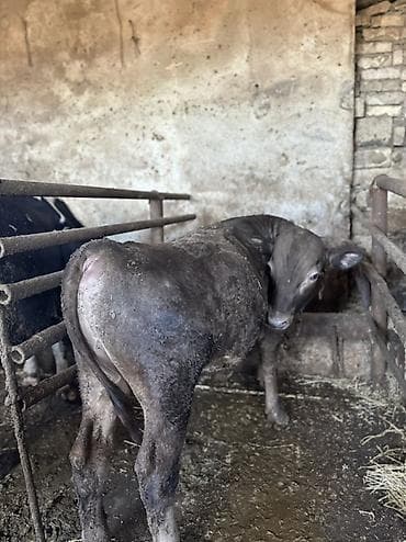 Etlik verilmir narahat etmeyin Erkek Anqus. - Növ: erkək dana (boğa