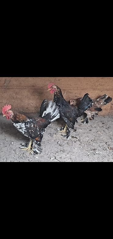 alabay itleri satisi: Yaponkalar satilir. 1 ri 15 manat. 2 si xoruzdu biri maya. Bərdədi — 1