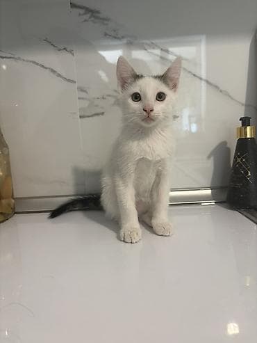 pişik satilir: Yaxşı əllərə, Ünvandan götürmə — 3