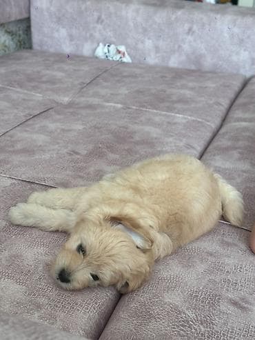 İtlər: 3 ay, Dişi, Ünvandan götürmə — 3