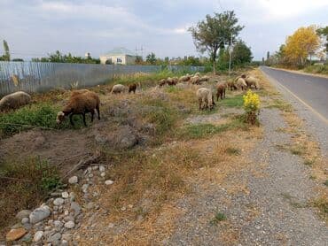 Yemlər: Dişi, il: 2, Damazlıq, Ünvandan götürmə — 1