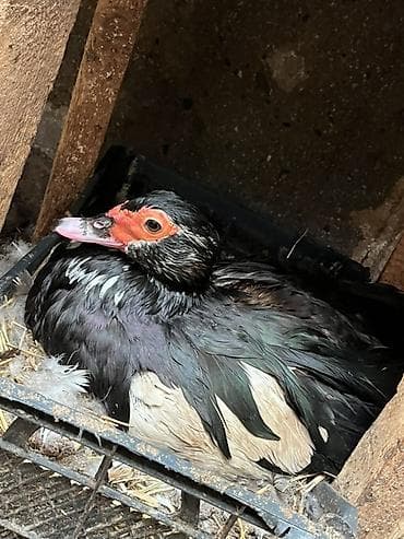 Inəklər, öküzlər: Dişi, | Lal ördək, Damazlıq, Ünvandan götürmə — 3