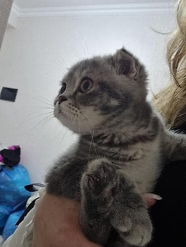 munchkin pişik: Şotland yastı qulaq, Erkək, Yaxşı əllərə, Pulsuz çatdırılma — 3