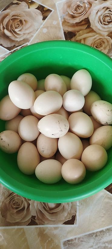 lenkeran badimcan tursusu: Təbii ev toyuğu yumurtası - Rəngi krem/açıq bej, orta və iri ölçülər — 1