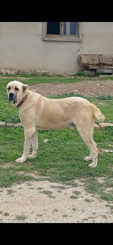 Qurdbasar, 2 il, Erkek, Peyvəndli, Ödənişli çatdırılma