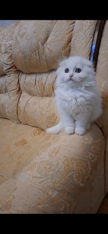 pişik siam: Şinşilla, Erkək — 1