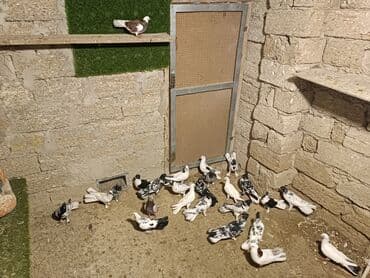 Məhsul: Ev göyərçinləri qrupu Təsvir: - Şəkillərdə müxtəlif rəng