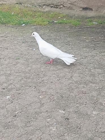 sarı quş: Salam gördüyünüz ag Erkey satılır ucan nesldir uvan Terter gödermek — 1