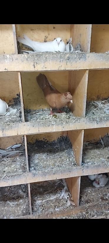 heyvanlar quslar: Sarı kekili erkey tam gizgi. Saglam erkeydir hec biryerinde agi — 4