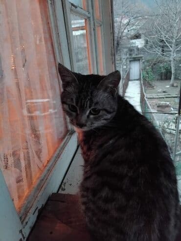 Tabbi, Dişi, Yaxşı əllərə, Ünvandan götürmə