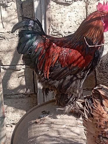 Ət məhsulları: Məhsul: Təbii kənd toyuq yumurtası Təsvir:bu toyuglarin yumurtalari — 2