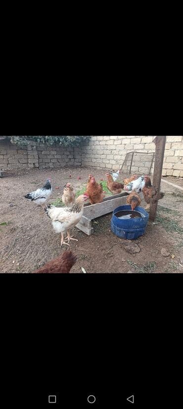 tap.az heyvanlar xacmaz: Toyuq, Ətlik, Ünvandan götürmə — 2