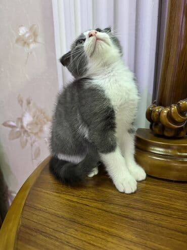 отдам в хорошие руки шотландского вислоухого котенка: Шотладская вислоухая, В добрые руки — 7