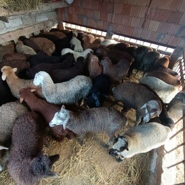 heyvanlara verilən adlar: Salam aleyküm ünvan bakı binə atclık qiymeti 205 mantdan 280 manata — 3