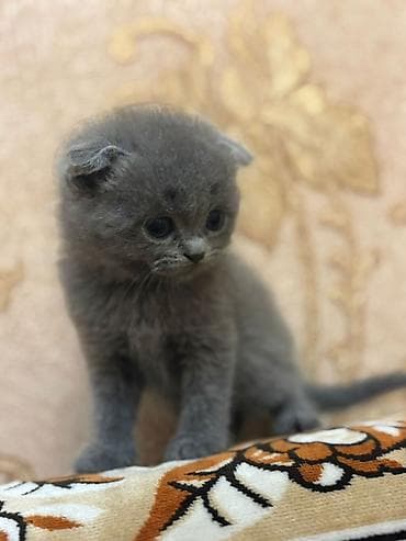 шотландская вислоухая кошка цена: Американская короткошерстная, Самец, Самка — 3