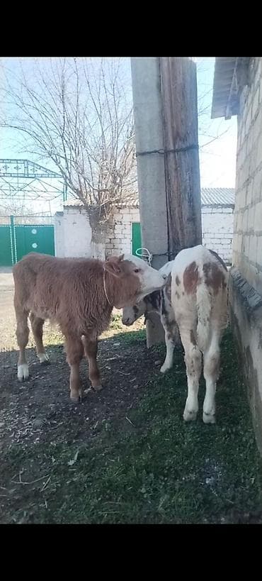 Yemlər: ÜNVAN AĞDAM RAYONU KİME LAZIM. OLSA ELAQE SAXLASIN QİYMED BUZOVA GORE — 1