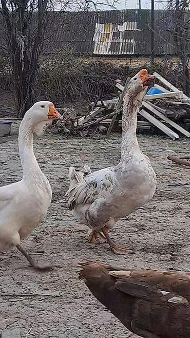 ari satisi: Xalmaqor qazları və balaları satılır 4 ədəd bala var satışda və — 6