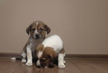 it alqı satqısı: 2 ay, Erkek — 5