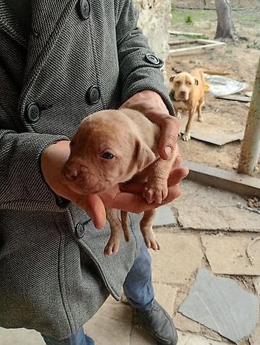 ov tiri satilir: Pitbul, 1 ay, Dişi, Peyvəndli, Ünvandan götürmə — 5