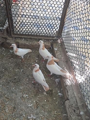 Ağ-qəhvəyi rəng çalarını daşıyan dekorativ göyərçinlər dəsti lalafo.az -da Ağ-qəhvəyi rəng çalarını daşıyan dekorativ göyərçinlər dəsti