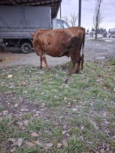 Dişi, Simental, il: 8, Südlük, Ünvandan götürmə