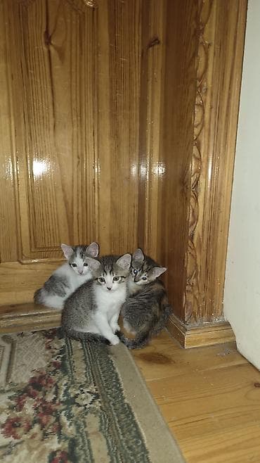 Pulsuz pişik balaları.
Gəncədə istədiyiniz ünvana gətirə bilərəm at lalafo.az Pulsuz pişik balaları.
Gəncədə istədiyiniz ünvana gətirə bilərəm
