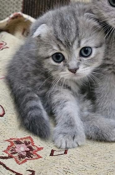 pişik adı: Şinşilla, Erkək, Dişi, Yaxşı əllərə, Ünvandan götürmə, Ödənişli çatdırılma, Rayonlara çatdırılma — 3