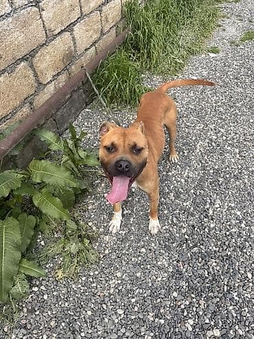 balaca dana: Pitbul, 1 il, Erkek — 5