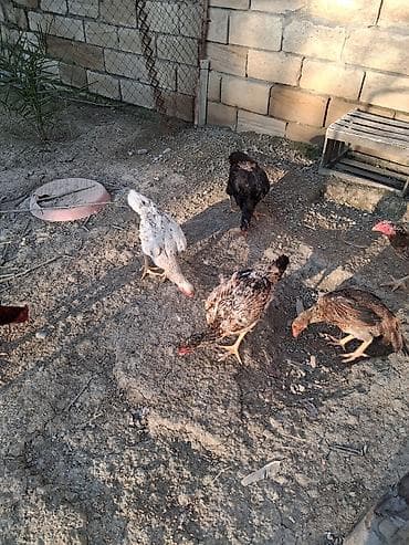 Toyuq cücələri, Ətlik