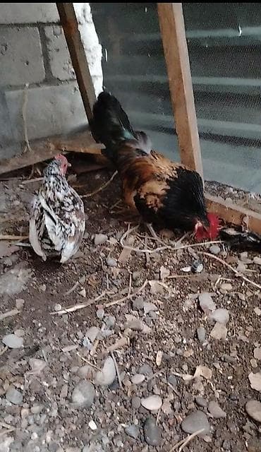 sort toyuq: Toyuq, Damazlıq — 1