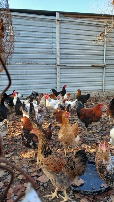 İtlər: Toyuqlar və xoruzlar satılır. Şəkillərdə iri və orta çəkili toyuq və — 4