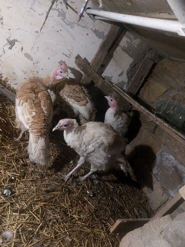 Salam QIYMET SONDUR qiymete gire zeng ekeme 4 eddeddir cins — 2